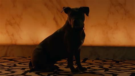 New John Wick Chapter 3 Trailer Celebrates National Puppy Day A