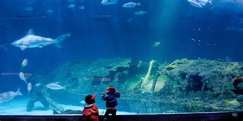 Enjoy the NC Aquarium on Roanoke Island (7 Essential Tips!)