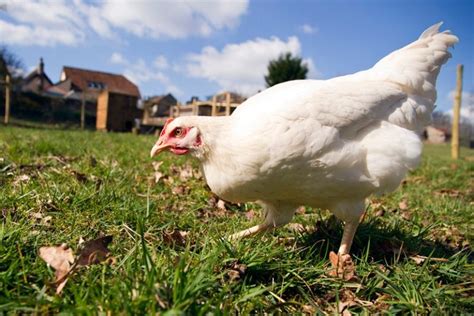 Amberlink Chicken: Complete Breed & Care Guide - Eco Peanut