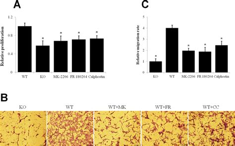 P Y Promotes Skeletal Muscle Fibroblast Proliferation And Migration