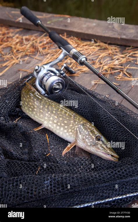 Freshwater Northern Pike Fish Know As Esox Lucius And Fishing Rod With