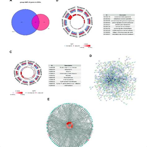 Functional Enrichment Analysis And Exploring The Interaction Of Download Scientific Diagram