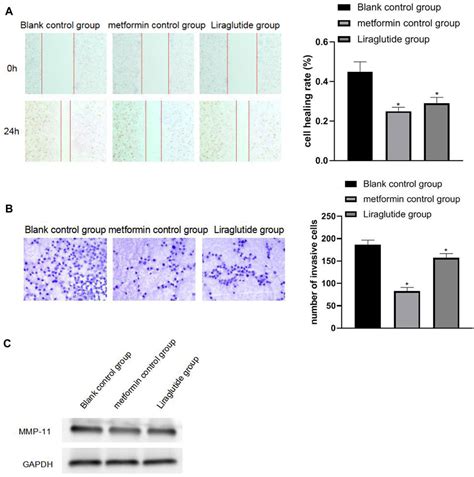 Frontiers Effects Of Glp 1 Receptor Agonists On Biological Behavior