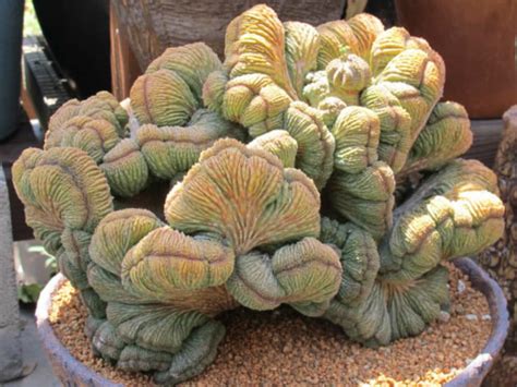 Euphorbia Obesa Cristata World Of Succulents