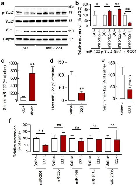 The Mir 122 Regulates Mir 204 Expression A B Silencing Of Mir 122