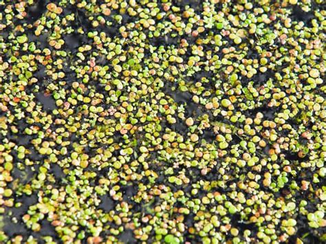 killifish heterandria formosa complete care guide fish tank