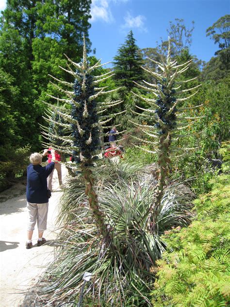 Puya