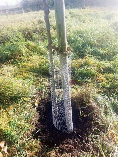 Pflegearbeiten Auf Der Streuobstwiese Arbeitsgemeinschaft Fledermaus