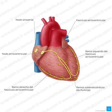 Sistema de conducción del corazón Partes y Funciones Kenhub