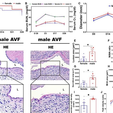 Sexual Differences In Fibrotic Gene Expression Of Arteriovenous Fistula Download Scientific