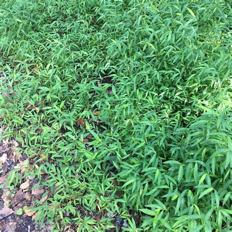 Japanese Stiltgrass Seen On A Hike At Pataspco State Park … Flickr