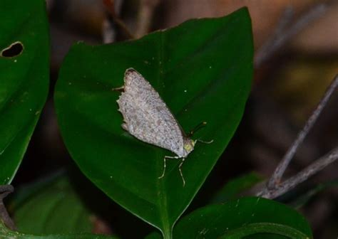 Subespecies Allotinus Horsfieldi Permagnus Naturalista Mexico