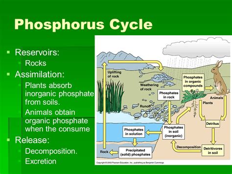 Ecology Chapters Ppt Download