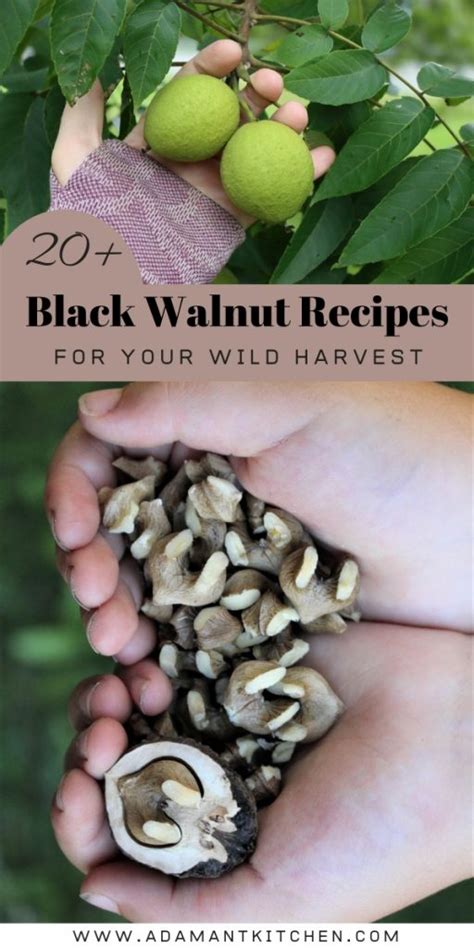 20 Black Walnut Recipes Adamant Kitchen