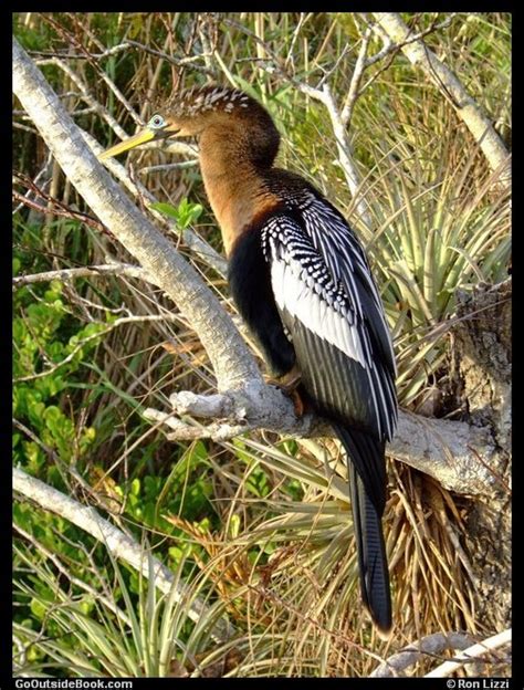 Anhinga Trail, Everglades National Park, Florida | Go Outside Book