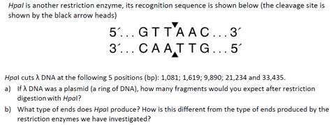 Solved Hpal Is Another Restriction Enzyme Its Recognition