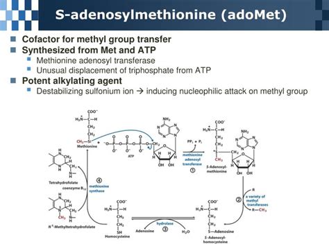 Ppt Chapter Amino Acid Oxidation And The Production Of Urea