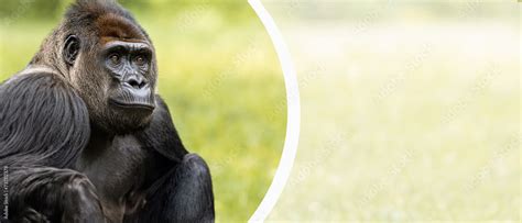 Portrait Of A Male Gorilla Close Up Male Gorilla In Natural