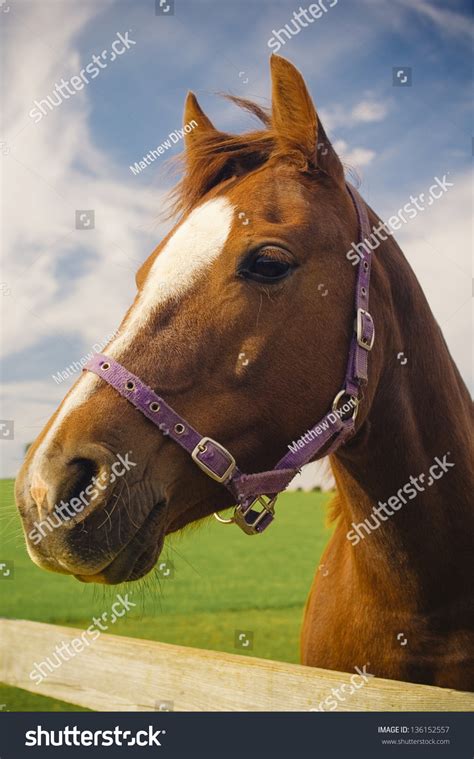 Healthy Horse Staring Directly At The Camera Sharp Focus On The Eyes