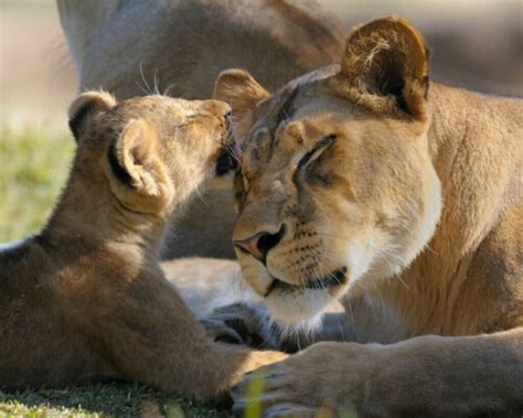 Lionesses' Maternal Instinct - My Animals