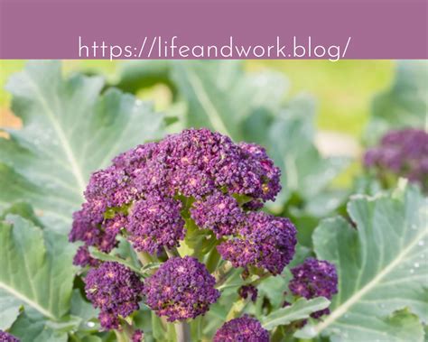 Gardening How To Grow Broccoli At Home Berts Blog