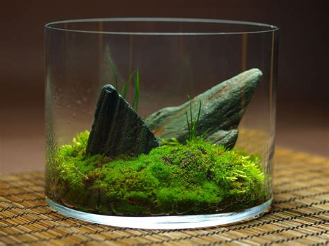 Terrarium Moss - 5 Square Feet - Moss And Stone Gardens