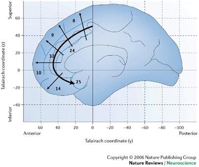 Meeting Of Minds The Medial Frontal Cortex And Social Cognition