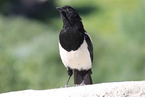 What does a Magpie Symbolize? (8 Surprising Meanings)