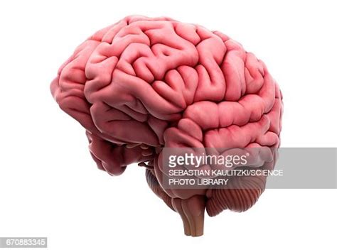 Human Brain High-Res Vector Graphic - Getty Images 