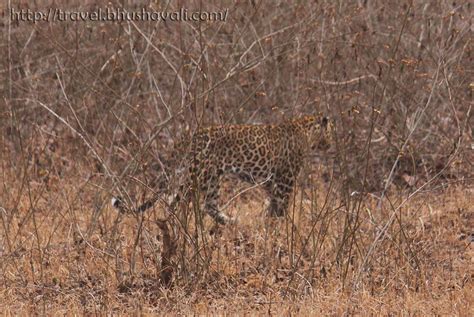 Nagarhole Rajiv Gandhi National Park Mysuru Karnataka My Travelogue