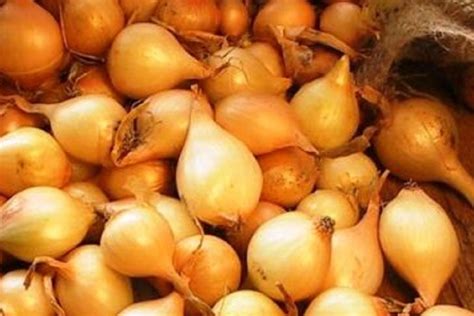 Нужно ли обрезать лук севок перед посадкой - МК Кострома