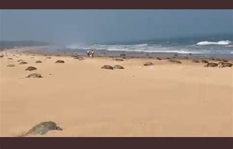 Mass nesting of Olive Ridley turtles in Odisha,India!!! : r/MadeMeSmile