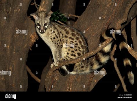 Common Genet, Small-spotted Genet or European Genet, (Genetta genetta) in a tree, night exposure ...