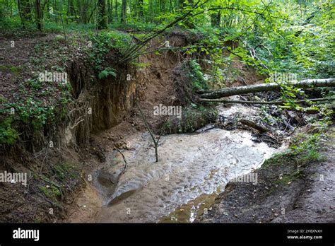 Erosion of sandy soil in the forest, formation of a new ravine Stock ...