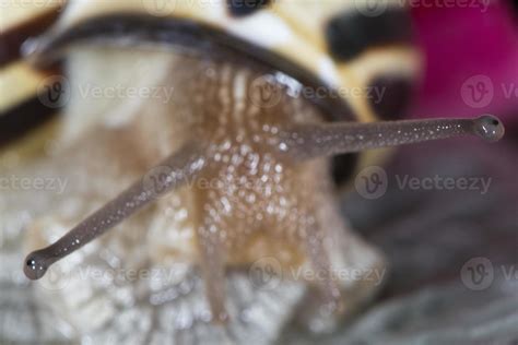 Antenna snail close up portrait 20178163 Stock Photo at Vecteezy