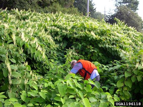 Japanese Knotweed Reynoutria Japonica