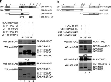 Physical Interaction Of Tip60 And Relap65 Using Their Hat Domain And