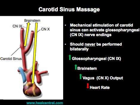 Neuroanatomy ANS PNS Flashcards Quizlet