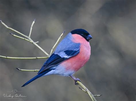 Male Bullfinch Vicky Outen Flickr