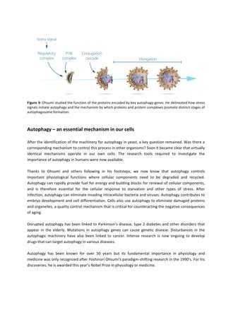 Press release Yoshinori Ohsumi | PDF