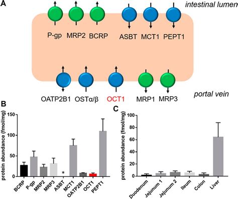 Frontiers Organic Cation Transporter An Intestinal Uptake