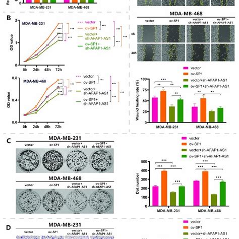 Sp1 Promotes The Lncrna Afap1 As1 Mediated Proliferation And Migration Download Scientific