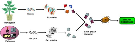 Plant Pathogen Interaction And Development Of Disease Resistance