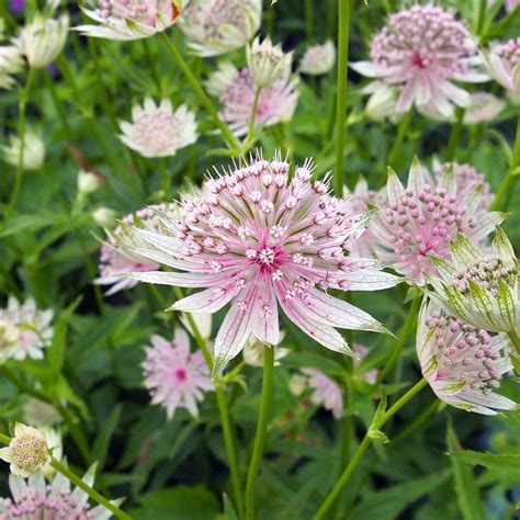 Great Masterwort Astrantia Major Seeds