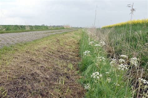 Kahlschlag Am Wegesrand Sorgt F R Rger Ostfriesische Nachrichten