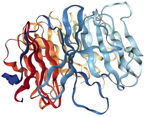 Ddb Protein Overview Sino Biological