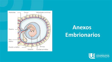 Solution Anexos Embrionarios Exposici N Studypool