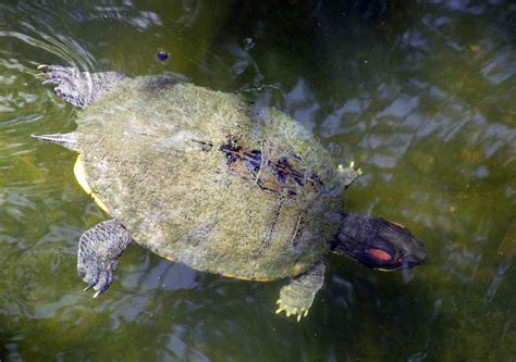 Free Images Water Wildlife Underwater Stream Reptile Amphibian