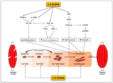 Nutrients Free Full Text Potential Roles Of N 3 PUFAs During