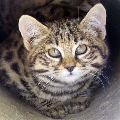 African Black Footed Cat Pet - Pet Spares